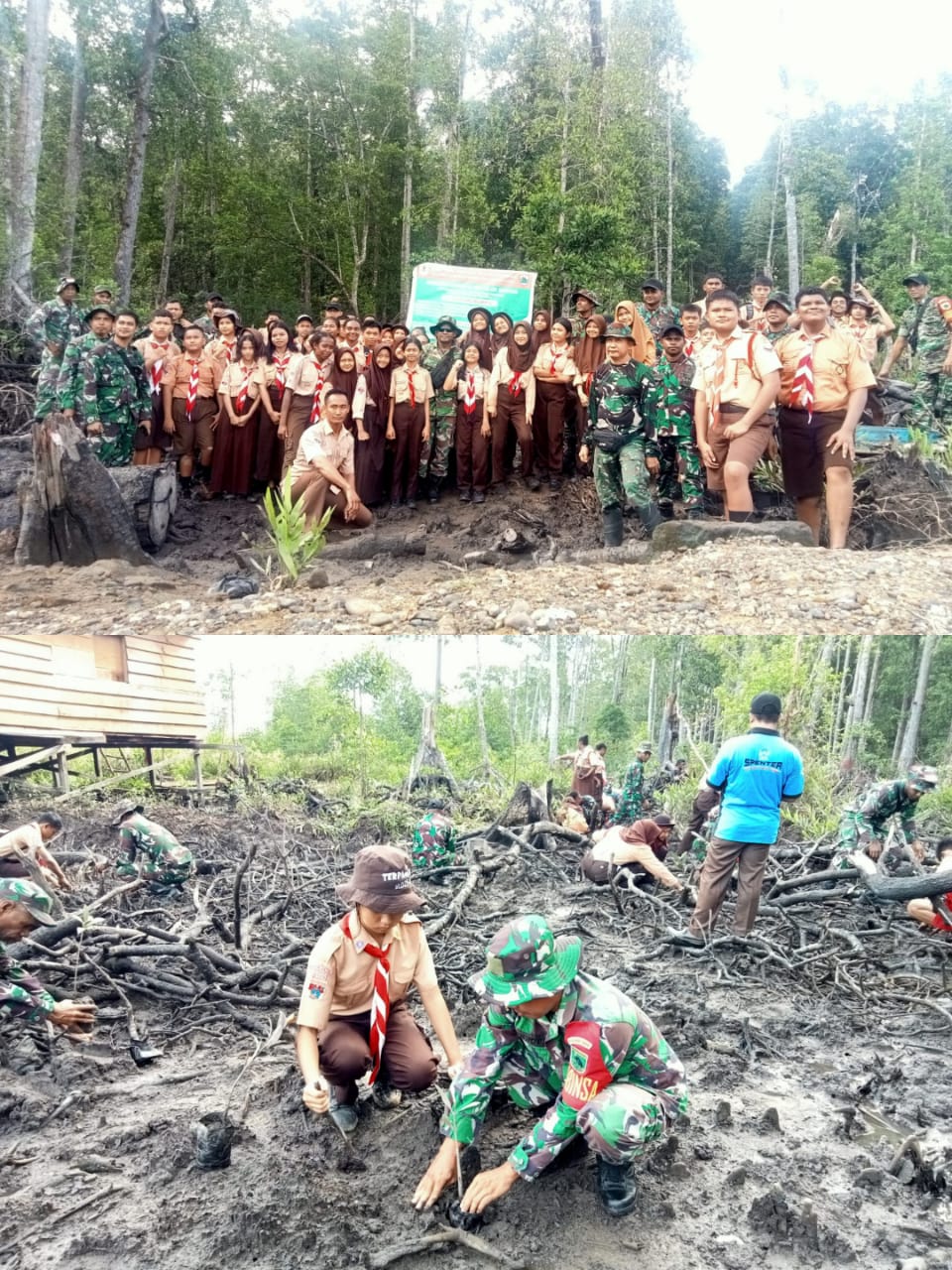 Tanam Pohon Bibit Mangrove Dandim Bintuni Mari Rawat