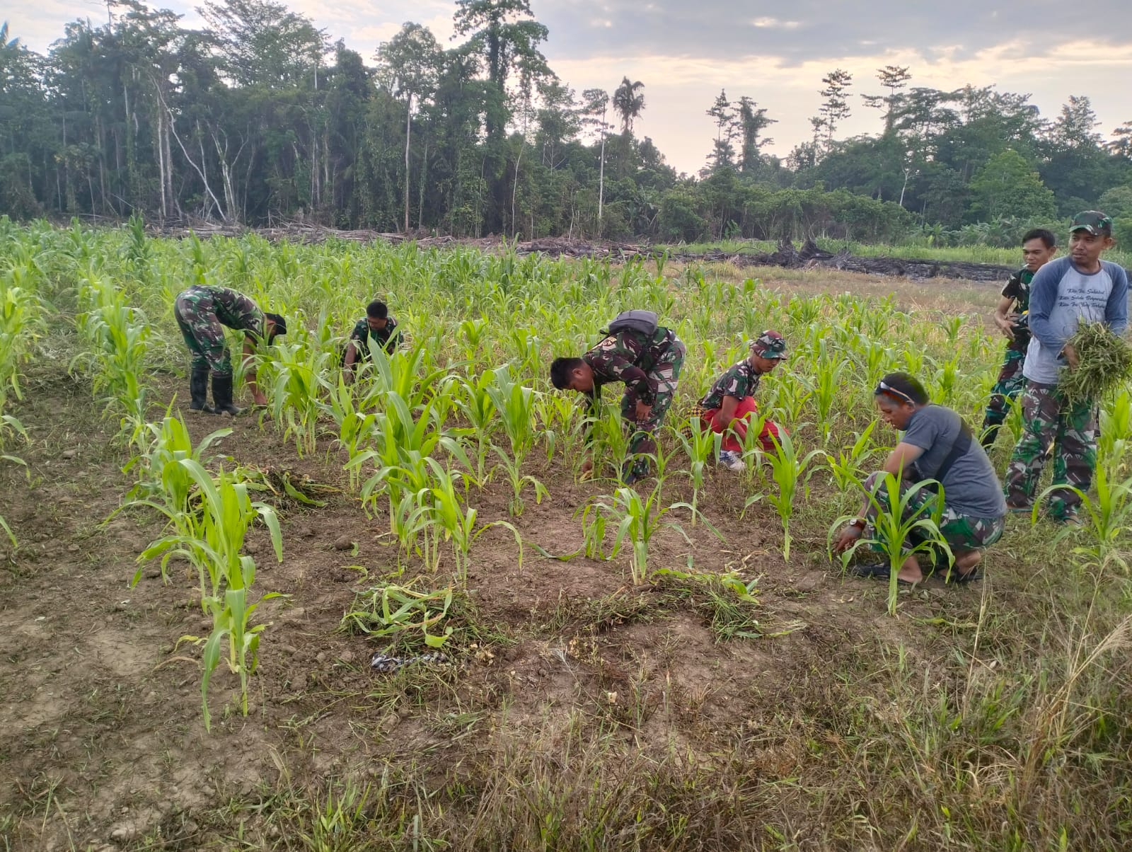 Kolaborasi Bersama Pemkab Teluk Bintuni, Babinsa Bantu Masyarakat Merawat Tanaman Jagung